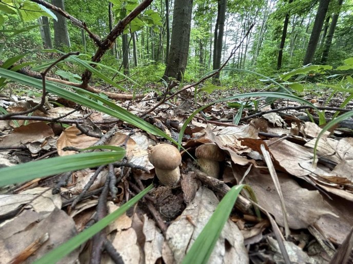 Грибний сезон у розпалі: в яких районах Закарпаття вже збирають гриби – 08