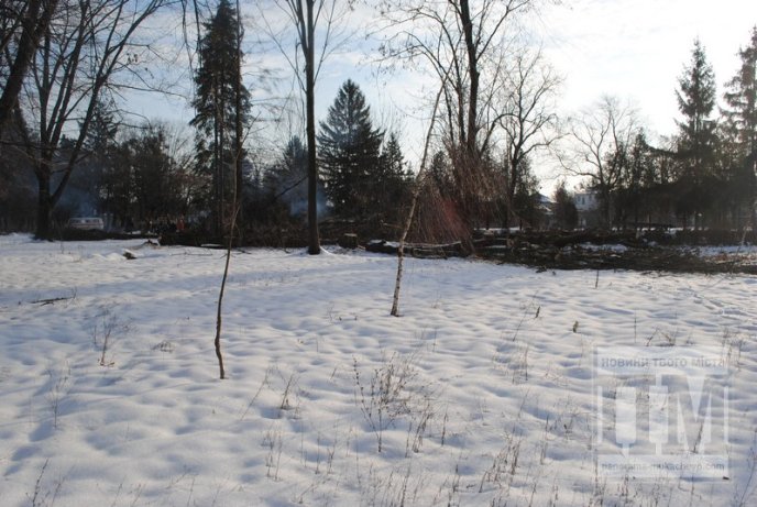 У Комсомольському парку Мукачева вирубують дерева (ФОТО) – 02