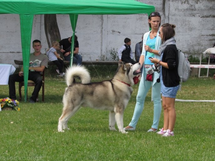 В селищі Чинадієво стартувала Всеукраїнська виставка собак усіх порід "Munkachi – 2016" – 16