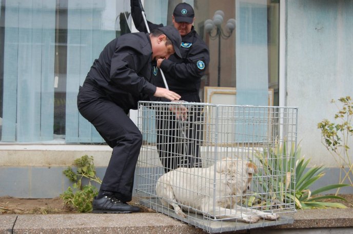 У центрі Мукачева виловлювали безпритульних собак – 04