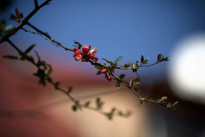 Краса в Ужгороді: у місті розцвіли магнолії – 04