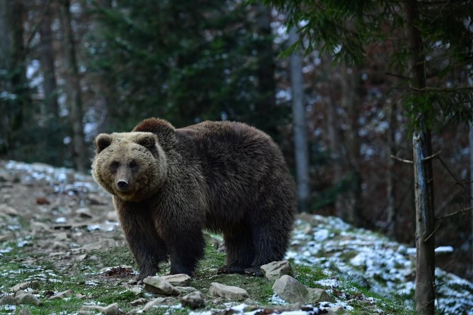 Інтернет-користувачів вразили "зимові" фотографії озера Синевир – 13