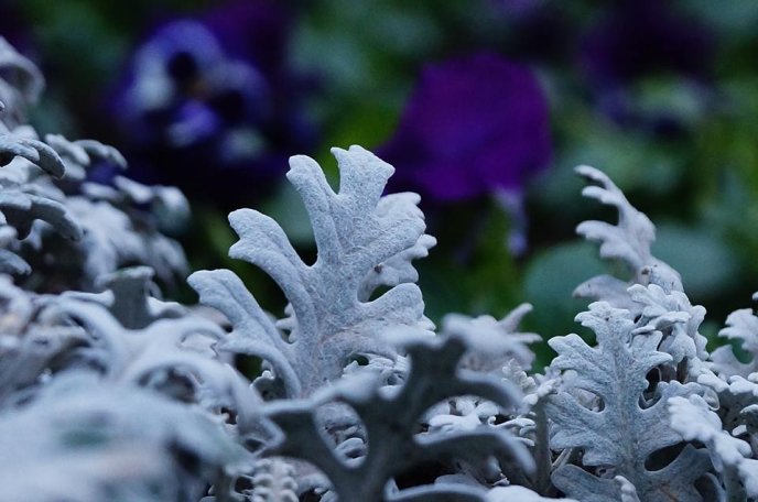 У центрі Мукачева комунальники висадили морозостійкі квіти – 09