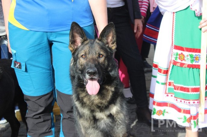 У Мукачеві урочисто відкрили чемпіонат світу зі слідової роботи службових собак – 53