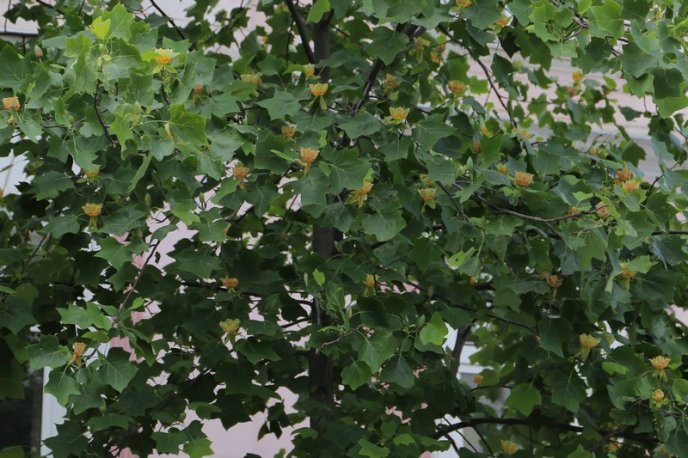 Тюльпанові дерева вже квітнуть у Мукачеві – 02