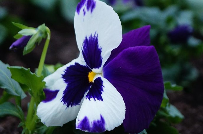 У центрі Мукачева комунальники висадили морозостійкі квіти – 06