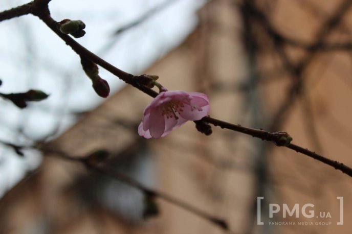 У Мукачеві вже розквітла перша сакура – 03