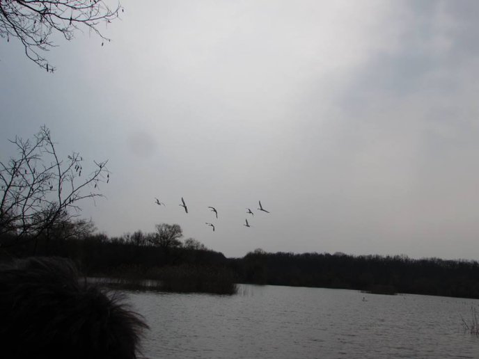 На озерах біля Мукачева оселилася зграя красенів-лебедів – 09