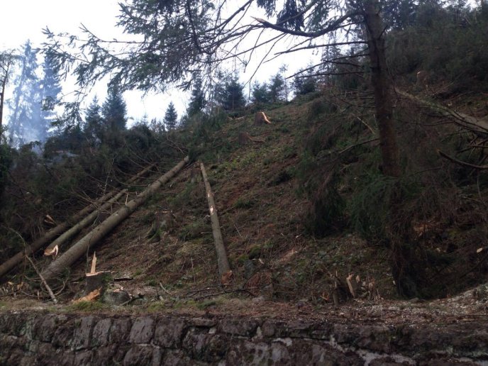Активісти "Спецконтролю" оприлюднили відео масової незаконної вирубки лісів у Міжгірському районі – 02 Активісти "Спецконтролю" оприлюднили відео масової незаконної вирубки лісів у Міжгірському районі – 02