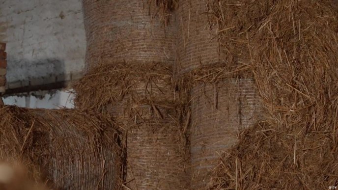 Так виглядає сухий міскантус у тюках