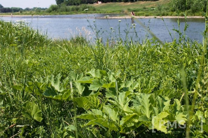 Береги Латориці заполонили не лише відпочивальники, але й борщівник – 02