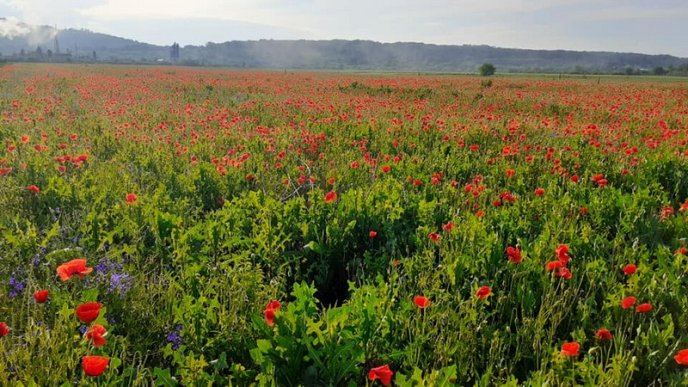 У Мукачеві з’явилася неймовірна локація для фото – 06 У Мукачеві з’явилася неймовірна локація для фото – 06