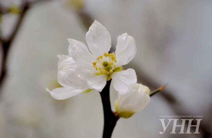 В Ужгороді розквітли дикі лимони – 06