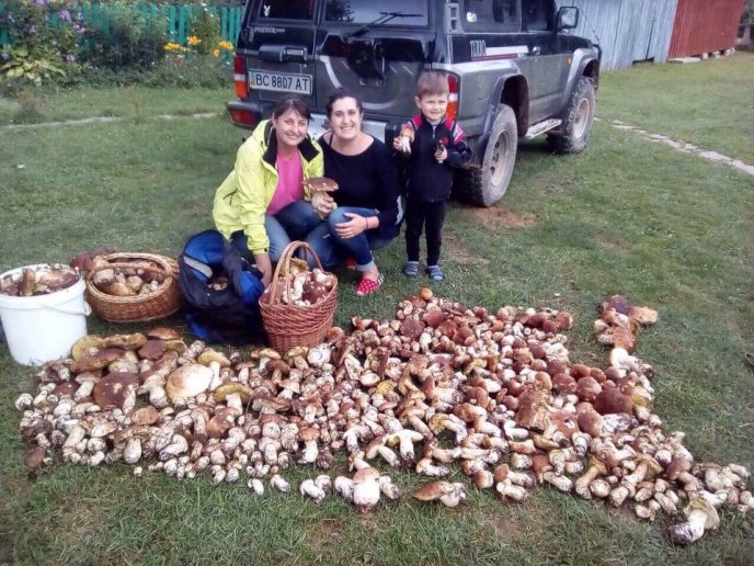 У мережі набирають популярності світлини великої кількості грибів, зібраних у Карпатах – 01