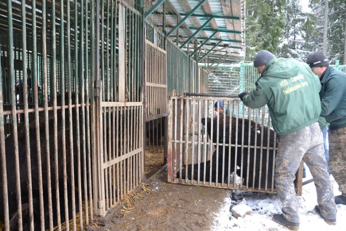 Трьох ведмедів, які 15 років провели у клітці, привезли на Закарпаття – 01 Трьох ведмедів, які 15 років провели у клітці, привезли на Закарпаття – 01