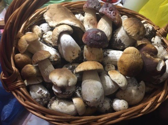 У лісах Закарпаття збирають щедрий грибний урожай – 11