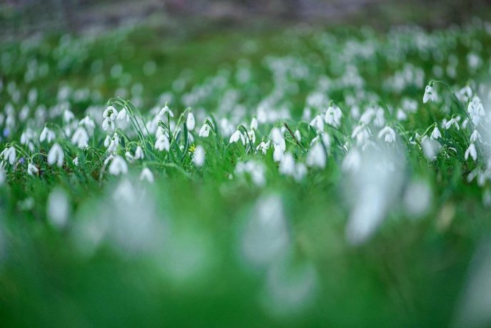 Мальовничі локації на Закарпатті продовжують милувати око своєю красою – 01