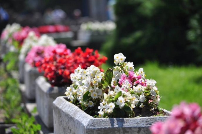 Ужгород буяє квітковим різнобарв’ям – 23