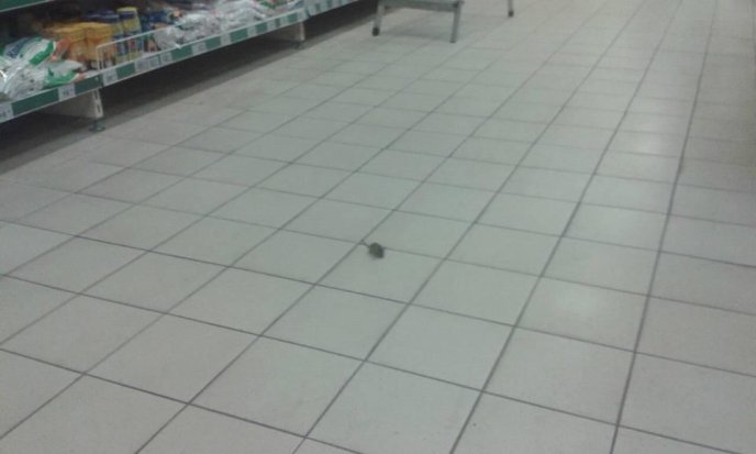 В одному із супермаркетів Ужгорода виявили мишу – 01