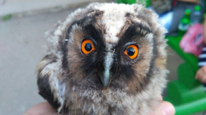 Як ужгородці маленьких совенят рятували – 01