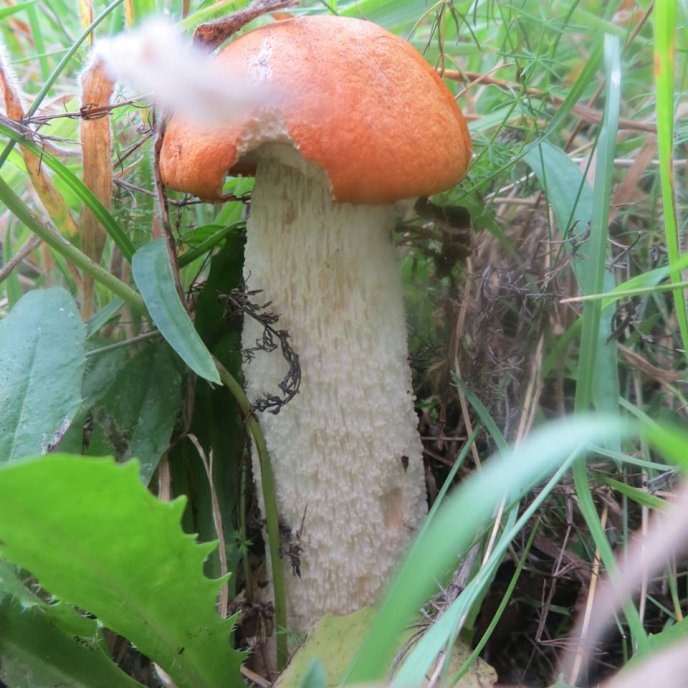 На Закарпатті почався осінній сезон грибів – 02