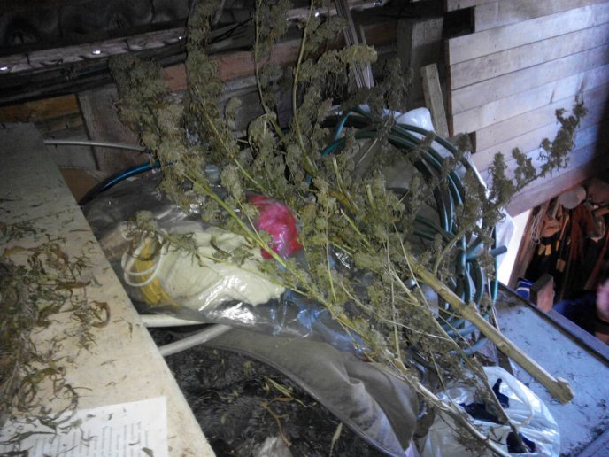 На горищі будинку закарпатець сушив коноплю – 03