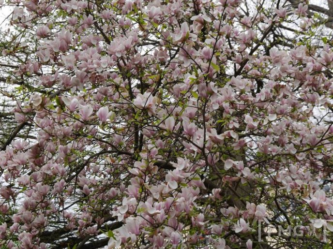 В Ужгороді чиновники посадили два екзотичні дерева – 16