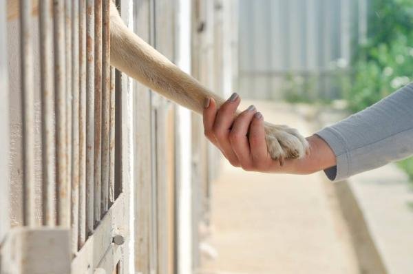 Волонтерки-захисниці тварин знялись у незвичній фотосесії – 04