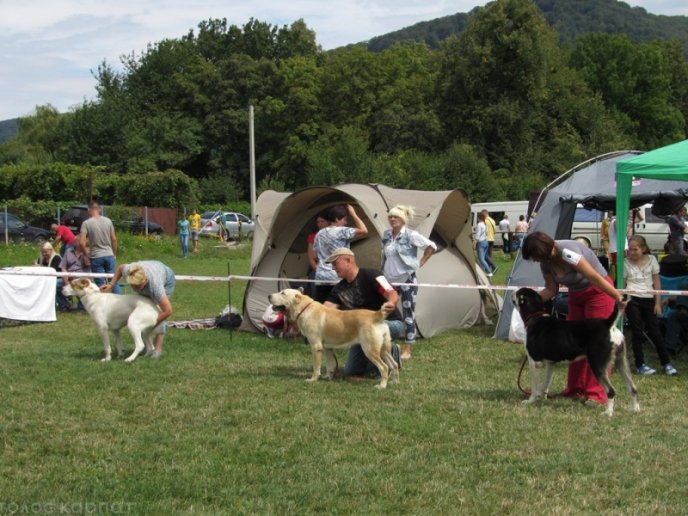 В селищі Чинадієво стартувала Всеукраїнська виставка собак усіх порід "Munkachi – 2016" – 18