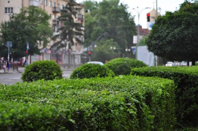 Ужгород буяє квітковим різнобарв’ям – 20