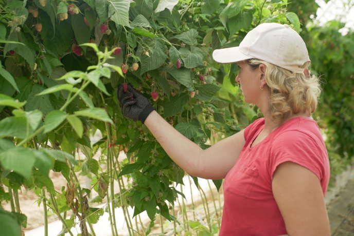 «Солодка» релокація: як на Закарпатті діє сучасна ягідна плантація – 02 «Солодка» релокація: як на Закарпатті діє сучасна ягідна плантація – 02