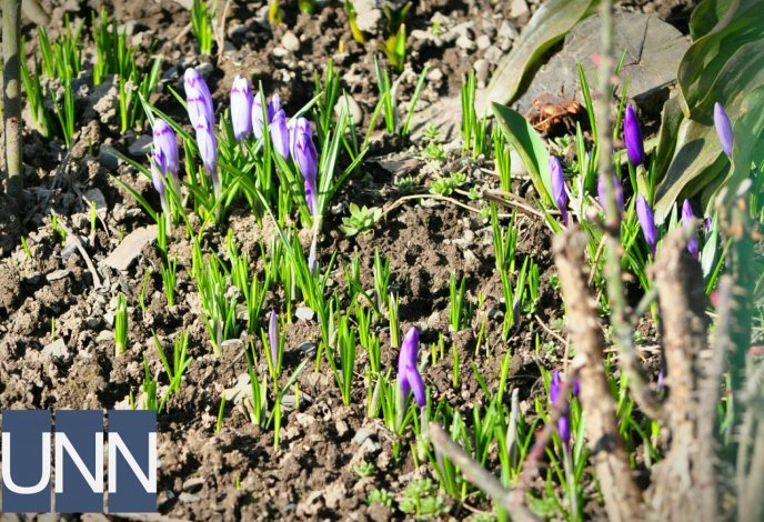 В Ужгороді попри морози розквітли перші шафрани – 03