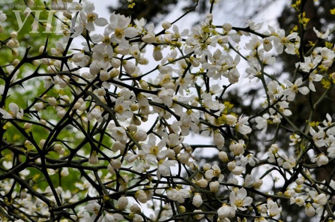 В Ужгороді розквітли дикі лимони – 02