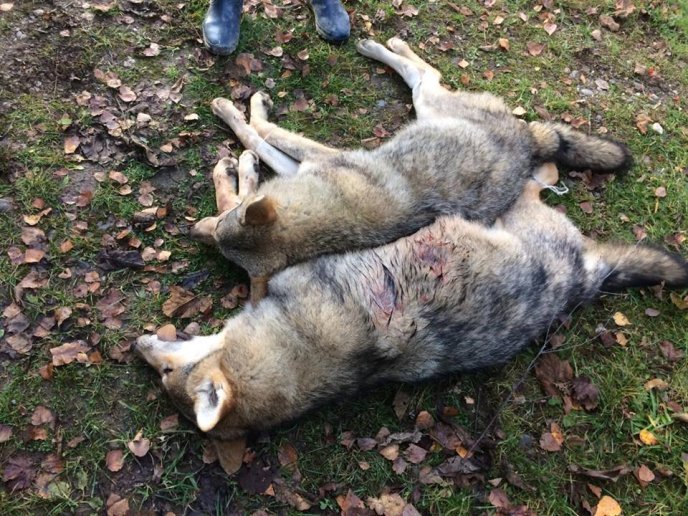 На Хустщині застрелено двох вовків, які тримали в страху курортне село – 01 На Хустщині застрелено двох вовків, які тримали в страху курортне село – 01