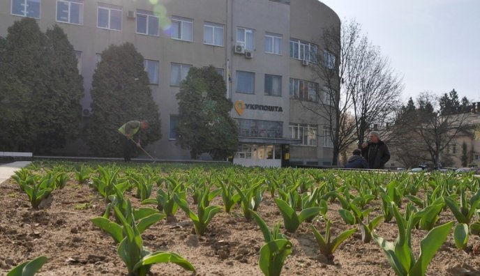 Бегонії, гладіолуси, пеларгонії та півонії: в Ужгороді висаджують сотні квітів – 06
