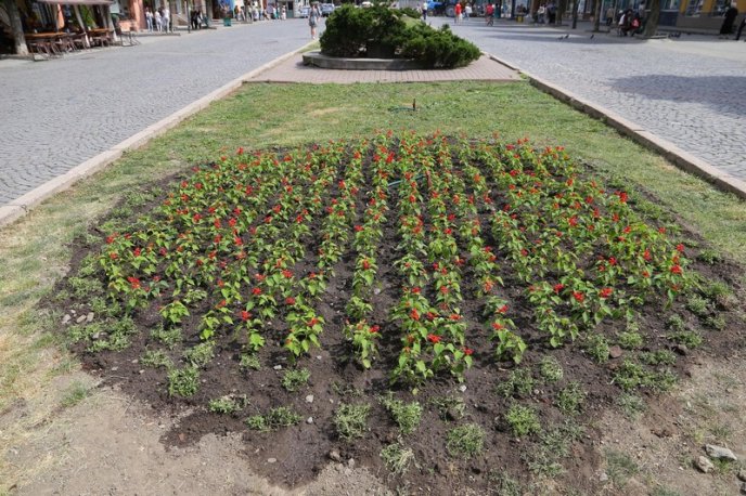 У центрі Мукачева висадили сотні квітів – 08