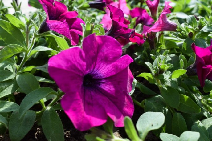 Ужгород активно приводять до ладу: прибирають вулиці, садять квіти, косять траву – 04