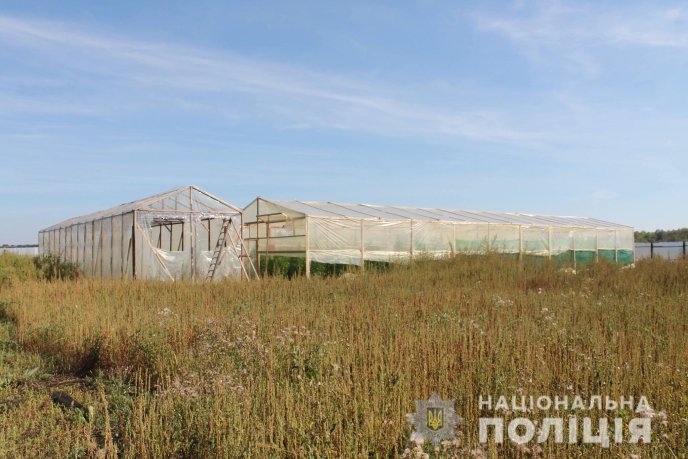 На Мукачівщині виявлено наркоплантацію марихуани на більше як 10 мільйонів гривень – 06