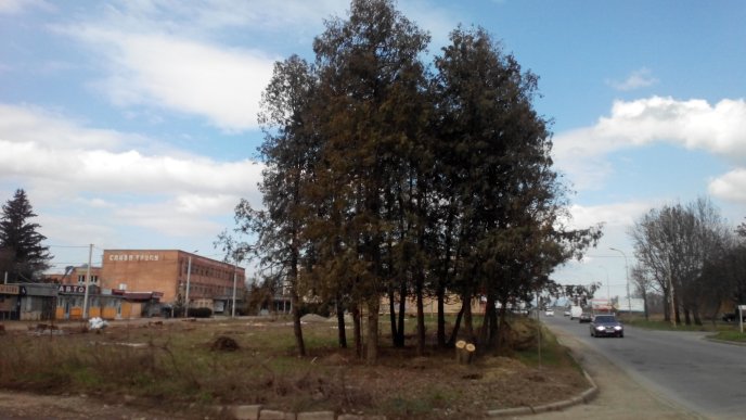 В Ужгороді на один сквер стало менше. Практично всі дерева вирізали – 01