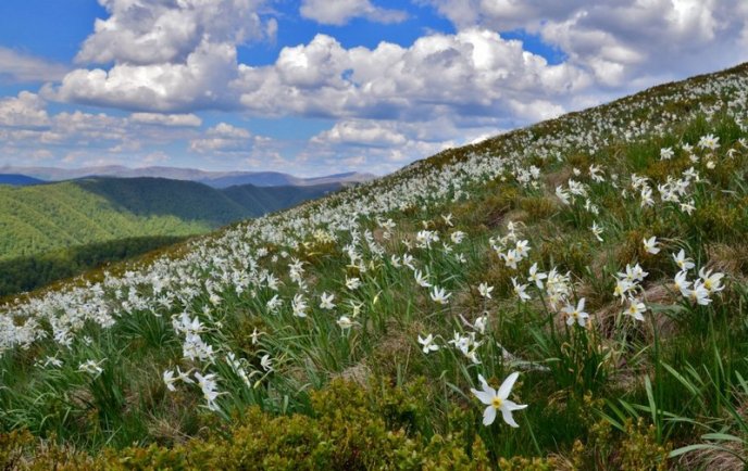 Італійське видання написало про закарпатську Долину нарцисів – 03