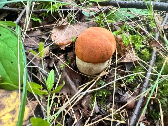 У лісах Закарпаття почали з’являтись осінні гриби – 05