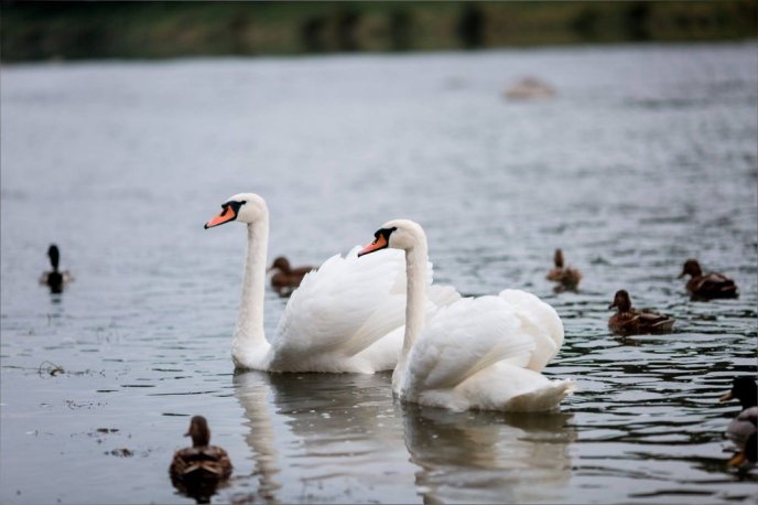 Королівські лебеді прилетіли до Ужгорода з Будапешта – 02