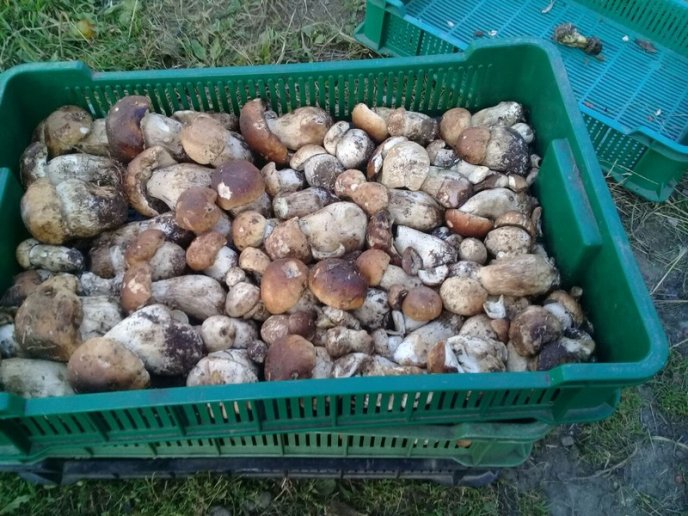 У закарпатських лісах з’явились осінні гриби – 02 У закарпатських лісах з’явились осінні гриби – 02