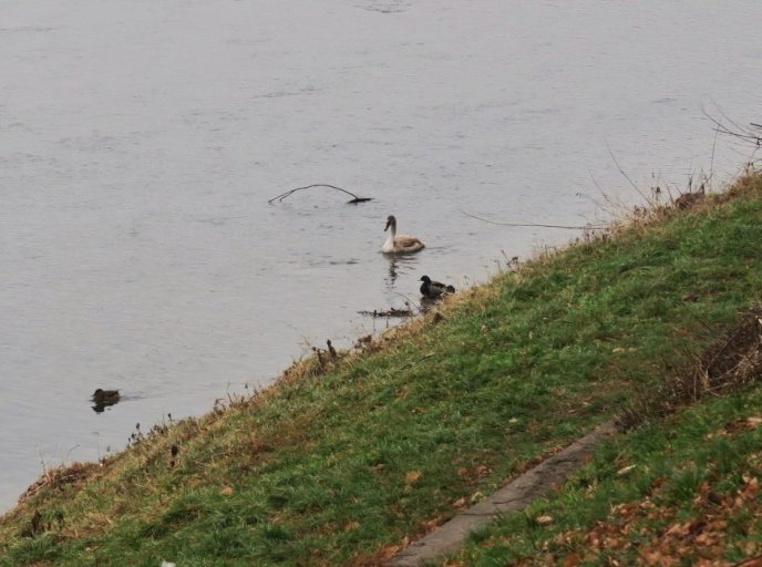 "Пташиний" рекорд в Ужгороді: 25 лебедів прилетіли на річку Уж – 03