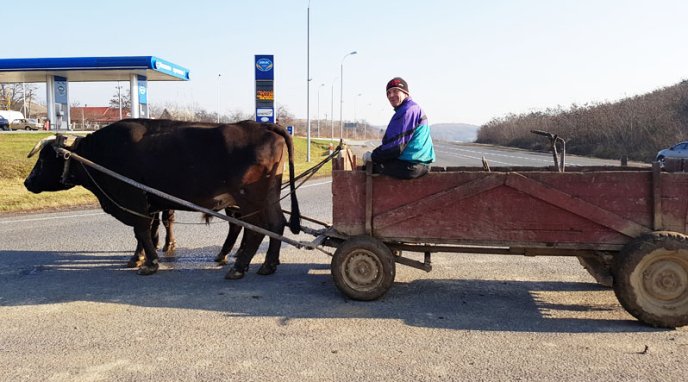 Закарпатець тримає у господарстві рідкісні для Закарпаття воли і хвалиться, що їх зняли у фільмі – 01