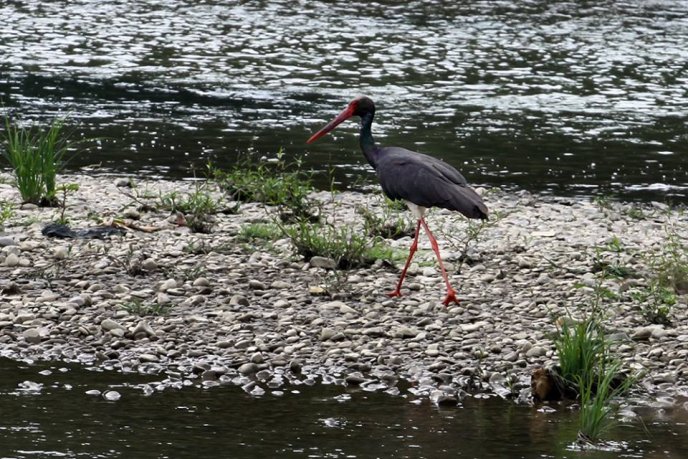 В Ужгороді помітили рідкісних чорних лелек – 04