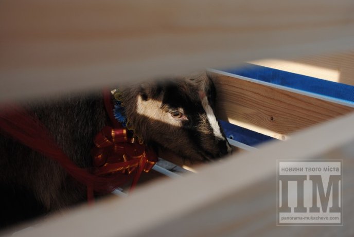 Переможців нагороджено, підсумки підбито: фестиваль "Червене вино" офіційно завершився (ФОТОРЕПОРТАЖ) – 05