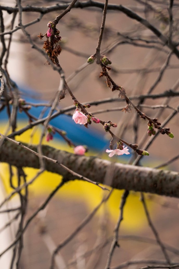 У Мукачеві почала квітнути «шалена» сакура: коли приблизно буде масове цвітіння – 01