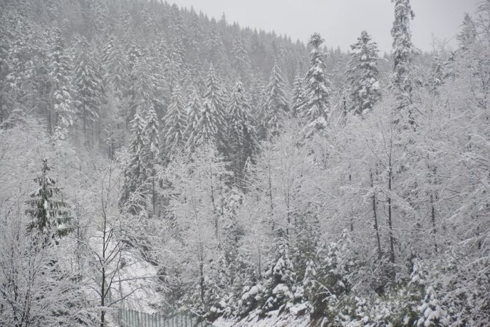 У Нацпарку "Синевир" випав сніг – 01