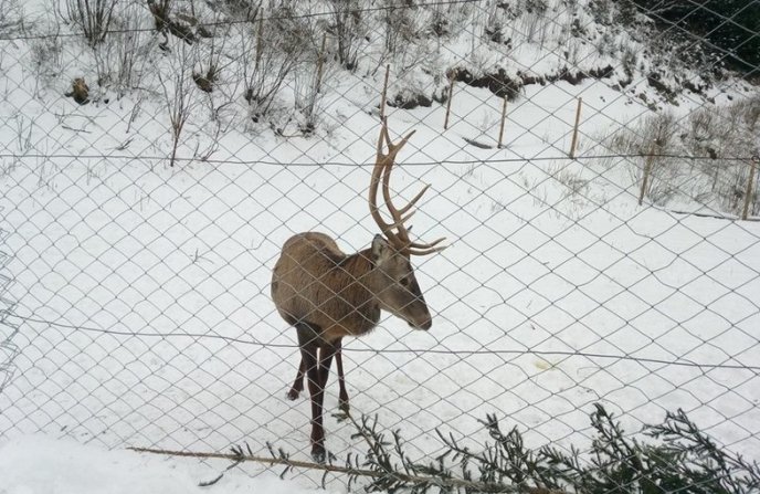 Лісівники врятували оленя, матір якого загризли вовки – 01 Лісівники врятували оленя, матір якого загризли вовки – 01